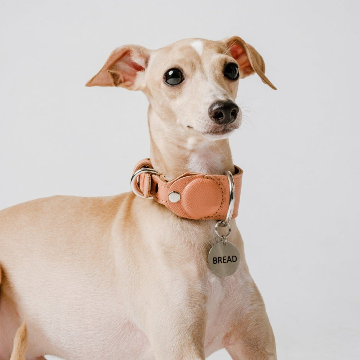 Pochi Leather Collar – Ruff Trading Co.